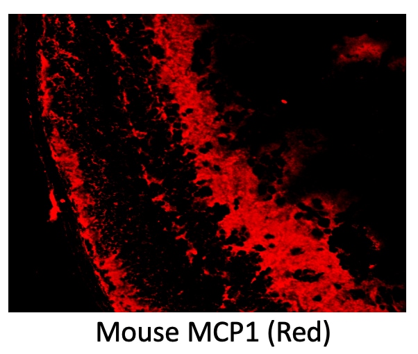 Mouse CCL2/JE/MCP‑1 Antibody AF-479-NA